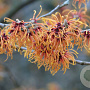 Hamamelis int. 'Jelena' 50-60 cm 5,0L