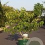 Heptacodium miconioides 80-100 cm 10L