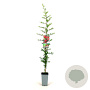 Pyracantha cocc. 'Red Column' 80-100 cm 2,5L