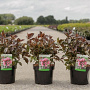 Weigela Naomi Campbell 30-40 cm 3,5L