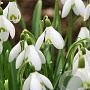 Galanthus nivalis 5-6 cm verpakt per 100