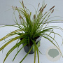 Carex 'Everillo' GM 2,0L