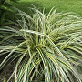 Carex 'Feather Falls' GM 2,0L