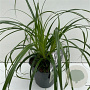 Carex Ribbon Falls GM 2,0L