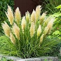 Cortaderia sell. Mini Pampas in soorten GM C5