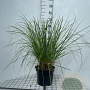Cortaderia s. 'Pumila' GM C5