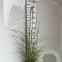 Miscanthus sin. 'Ferner Osten' GM C3