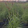 Miscanthus sin. 'Ferner Osten' GM 10L