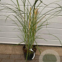 Miscanthus sin. 'Malepartus' GM C5