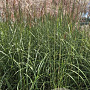 Miscanthus sin. 'Malepartus' GM 10L