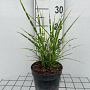 Miscanthus sin. 'Strictus' GM 2,0L