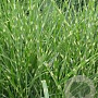 Miscanthus sin. 'Strictus' GM 10L