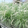 Pennisetum 'Sky Rocket' GM 2,0L