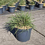 Pennisetum al. 'Hameln' GM 10L
