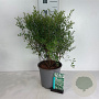 Spiraea cinerea 'Grefsheim' 60-80 cm 6,5L