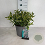 Weigela 'Nana Variegata' 50-60 cm 6,5L