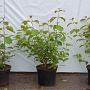 Cornus sang. 'Midwinter Fire' 40-60 cm 2,0L