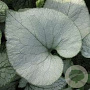 Brunnera macrophylla 'Looking Glass' GM P9