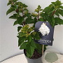 Hydrangea pan. 'Silver Dollar' 30-40 cm 3,0L