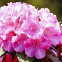 Rhododendron (Y) 'Kalinka' 50-60 cm met kluit haagplant