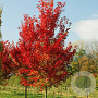 Acer rubrum 'Autumn Flame' 6-8 HO draadkluit