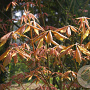 Aesculus neglecta 'Erythroblastos' 8-10 HO draadkluit