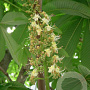 Aesculus turbinata 10-12 HO draadkluit