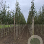 Betula utilis 'Doorenbos' 8-10 HO draadkluit