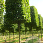 Carpinus betulus 14-16 HO container kubus 80x80x80 200 cm stam