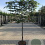 Carpinus betulus 10-12 HO container 150 cm stam 120x120 scherm