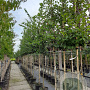 Carpinus betulus 12-14 HO container