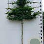 Carpinus betulus 16-18 HO container 150 cm stam 120x120 scherm