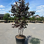 Cercis can. 'Merlot' 175-200 cm container meerstammig