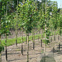 Crataegus mordenensis 'Toba' 6-8 HO draadkluit