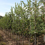 Crataegus persimilis 'Splendens' 8-10 HO draadkluit