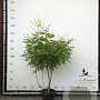 Koelreuteria paniculata 175-200 cm container meerstammig