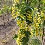 Laburnum anagyroides Yellow Rocket 12-14 HO draadkluit