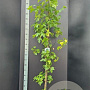 Liquidambar styraciflua 150-175 cm 10L