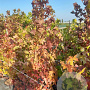 Liquidambar styraciflua 150-175 cm 10L
