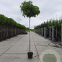 Liquidambar s. 'Gum Ball' 180 cm stam container