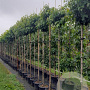 Liquidambar s. 'Gum Ball' 6-8 HO container 200 cm stam