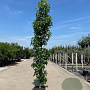 Liquidambar s. 'SlenderSilhouette' 14-16 HO container geveerd