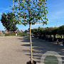 Liquidambar s. 'Worplesdon' 18-20 HO container lei 150cm stam lei 150x120