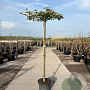 Liquidambar s. 'Worplesdon' 18-20 HO container dakvorm 250 vierkant