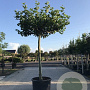 Platanus hispanica 30-35 HO container dakvorm 300 6 tak