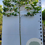 Platanus hispanica 12-14 HO container lei 200cm stam 4 etages