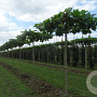 Platanus hispanica 35-40 HO draadkluit dakvorm 300 solitair
