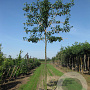 Pyrus calleryana 'Chanticleer' 16-18 HO container lei 200cm stam lei 150x120