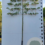 Pyrus calleryana 'Chanticleer' 20-25 HO container lei 200cm stam lei 150x120