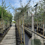 Pyrus salicifolia 'Pendula' 6-8 HO container